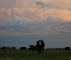 Cows at the Bear Creek Ranch