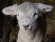 Romney Lamb