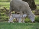Romney Ewe and Lamb