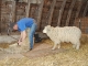 Shearing Day