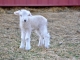 Romney Lamb