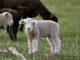 Romney Lamb