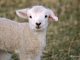 Romney Lamb