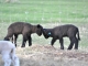 Romney Lambs