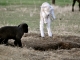 Romney Lamb