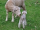 Romney Ewe and Lamb