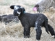 Romney Lamb