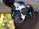 Romney Lamb
