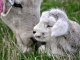Romney Ewe and Lamb