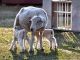 Romney Lamb