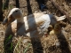 ducklings at the Bear Creek Ranch
