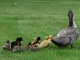 Ducks at the Bear Creek Ranch