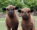 Romney Lambs 2008