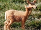 whitetail doe and fawn