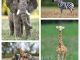 african-wildlife-collage