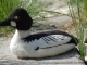 Common Goldeneye