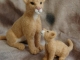 Cougar Mom and Cub