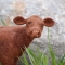cow-felted