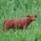 One of our Cows Felted  (#50)