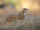 Needle Felted Cheetah 