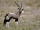 needle felted Gemsbok
