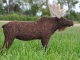 Needle Felted Moose by Teresa Perleberg