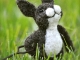 Big Sister Bunny