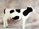 Needle Felted Holstein Cow