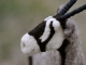 Needle Felted Gemsbok