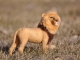 Needle Felted African Lion
