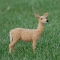 needle felted White tail deer