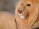 Needle felted Lion