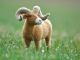 Needle Felted Big Horn Sheep by Teresa Perleberg