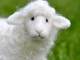 Needle Felted Sheep