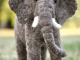Needle Felted Elephant
