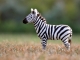 Needle felted zebra