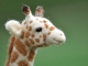 Needle Felted Giraffe
