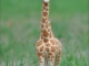 Needle Felted Giraffe
