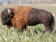 Buffalo