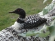 Loon #1
