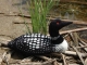 Loon #2
