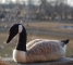 needle-felted-canadian-goose-2010-022