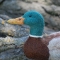 Mallard Duck