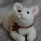 Kitten