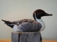 Northern Pintail