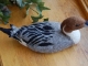 northern_pintail__2_025