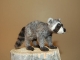 raccoon