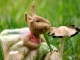 Mushroom Bunny