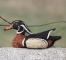 wood-duck-2-064