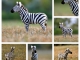 zebra-collage